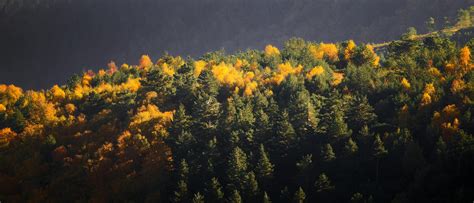 Aerial Shot of Forest in Mountains · Free Stock Photo