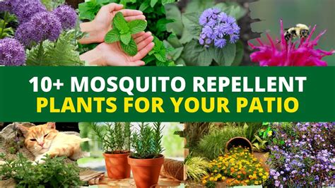 Insect Repellent Plants Safe For Dogs at Beatrice Long blog