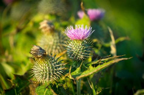 Thistle - National Flower of Scotland | VisitScotland