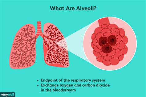 Alveoli: Function, Lung Anatomy, and Causes of Damage