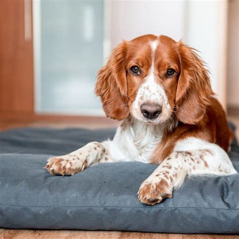 Welsh Springer Spaniel: Character & Ownership - Dog Breed Pictures - dogbible