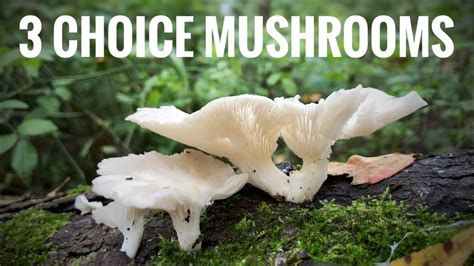 3 Edible WILD Mushrooms you can find in PA this fall! - YouTube