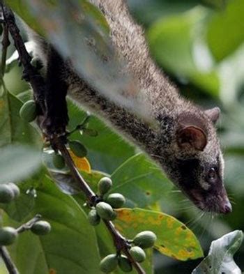 Asian Palm Civet: The Animal Files