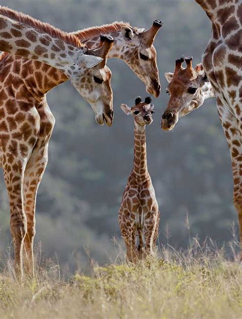 Baby Animals and Families, Mostly Wild - Dusky's Wonders