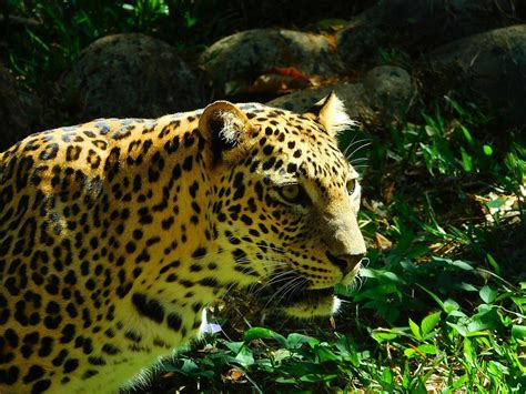 Indian Leopard: Species in World Land Trust reserves