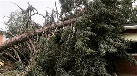 5 Trees Most Likely to Fall Due to Strong Winds and Storms