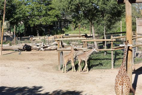 Meet the Animals - Abilene Zoo