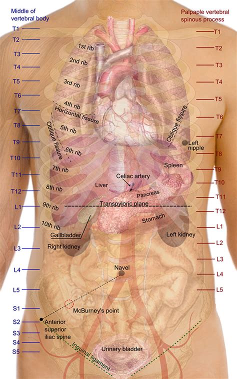 Knowing the Various Organs on the Right Side of the Body in Harvard-wm.org