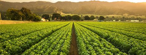 Crops grow on fertile farm land panoramic before harvest – Ten-Four ...