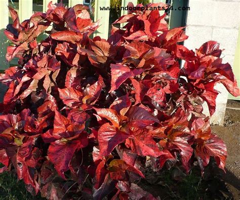 🤷INDOOR PLANT🤷Acalypha Wilkesiana Euphorbiaceae COPPER LEAF Plants Care And Guide - Indoor ...