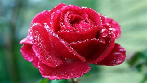 Rose: The National Flower of Ecuador