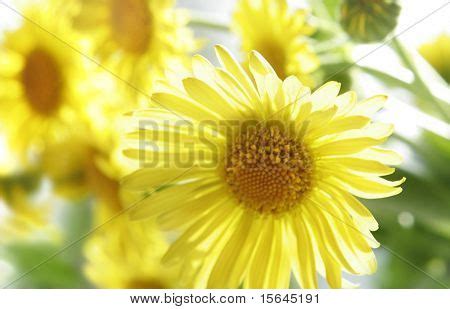 Sunshine Flowers Image & Photo (Free Trial) | Bigstock