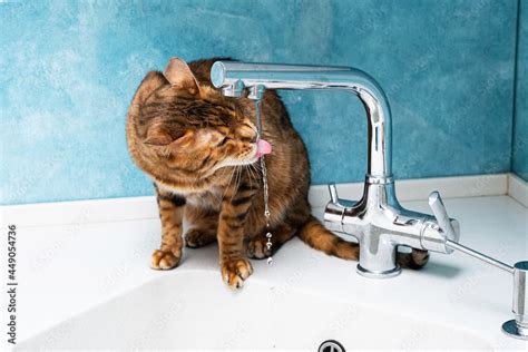 Cute bengal cat drinks water from a water tap. Beautiful cat drinking ...