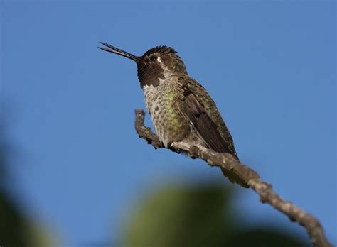 Anna's Hummingbird singing | Flickr - Photo Sharing!