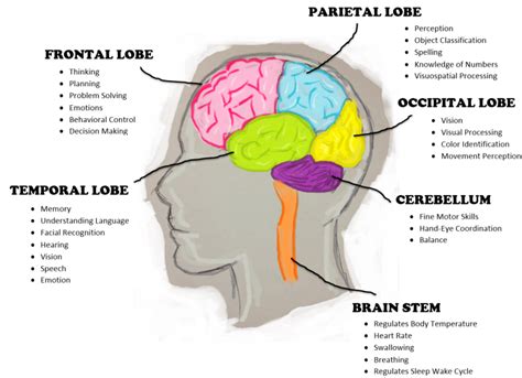 Home | The Wizard Watch | Frontal lobe, Human brain, Brain lobes and functions