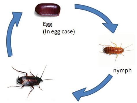 Oriental Cockroaches - Cockroaches | Al Mobidoon Dubai