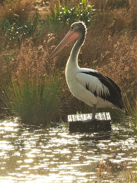 Australian Pelican #2 - CannibalRabbit.com