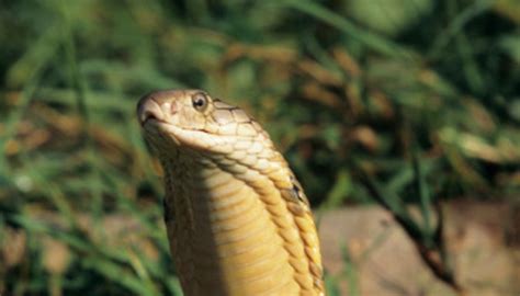 Types of Cobras | Sciencing