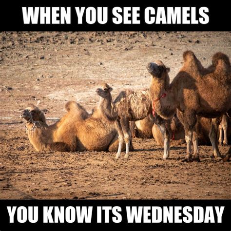 25 Cute Wednesday Memes To Make You Smile On Hump Day