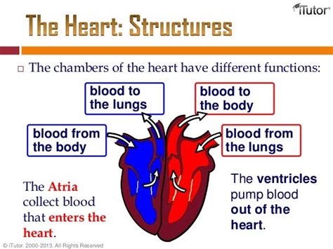 The Circulatory System