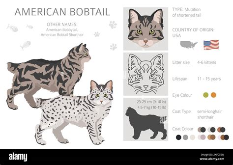 American Bobtail cat clipart. All coat colors set. All cat breeds ...