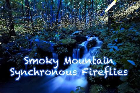 Synchronous Fireflies Great Smoky Mountains June 2019