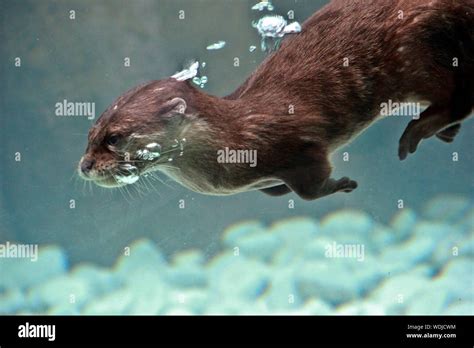 Otter swimming underwater hi-res stock photography and images - Alamy