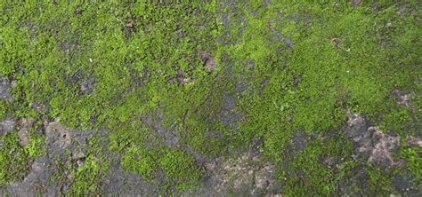 Moss Green Background Images, HD Pictures and Wallpaper For Free ...