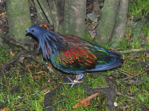 The Online Zoo - Nicobar Pigeon