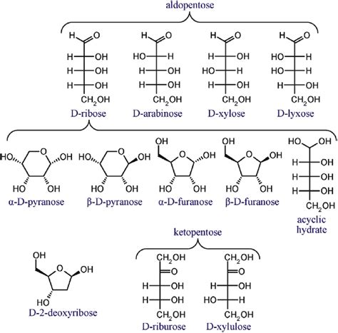 D-ribose and some pentoses with similar structure. | Download Scientific Diagram