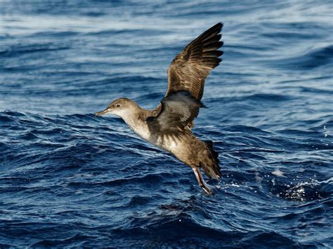 Balearic Shearwater Bird Facts (Puffinus mauretanicus) | Birdfact