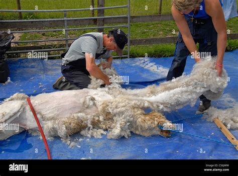 Alpaca - Shearing Stock Photo - Alamy