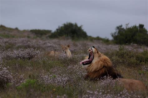 Kalahari black-maned lions | Wildlife Journal Spring 2020 | Tswalu Kalahari