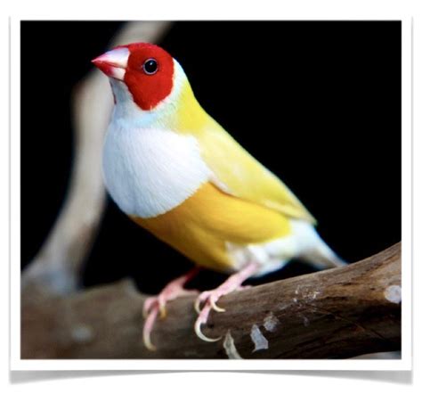 Lady Gouldian Finch - Yellow-back | Birds for sale, Gouldian finch for ...