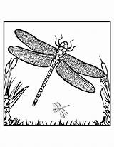 Free Printable Dragonfly Coloring Pages For Kids sketch template
