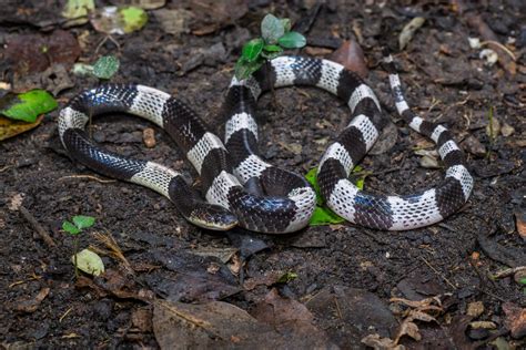 Blue krait (Bungarus candidus)