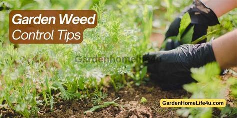 Maintaining a Pristine Garden - Proven Methods for Effective Weed Control