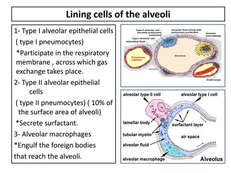 Type 1 Alveolar Cells Histology