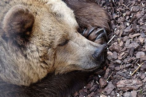 25 Adorable Photos of Animals Napping That Will Melt Your Heart – Page ...