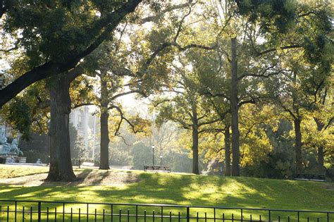 Tulip Tree Allee Archives - Plant Talk