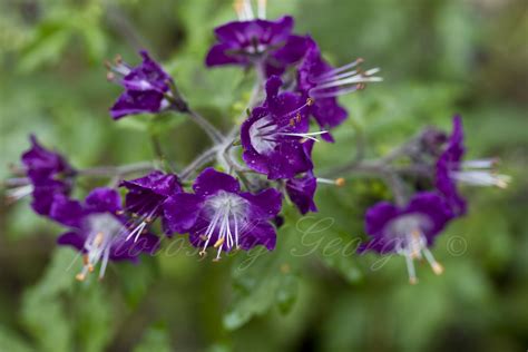 "What's Blooming Now" : Fern-leaved Phacelia, Purple Phacelia (Phacelia bipinnatifida)