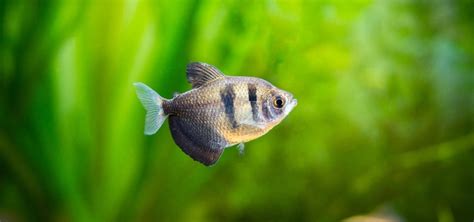 Black Skirt Tetra Species | Tropical Fish Hobbyist Magazine