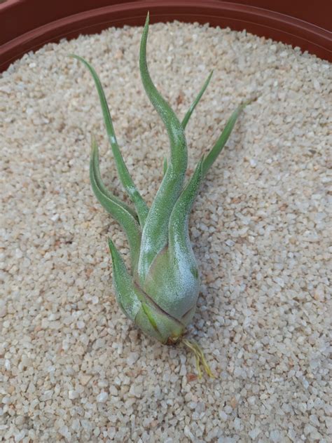 Medusa's head Air Plant - Tillandsia caput medusae - Succulent Shop Nursery South Africa buy ...