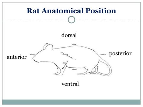 Anatomy & Physiology Lecture Notes - Rat dissection