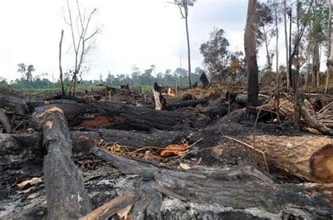 Makalah Dampak Polusi Tanah Bagi Kehidupan (Lengkap) - BLOG KANG KIMIN