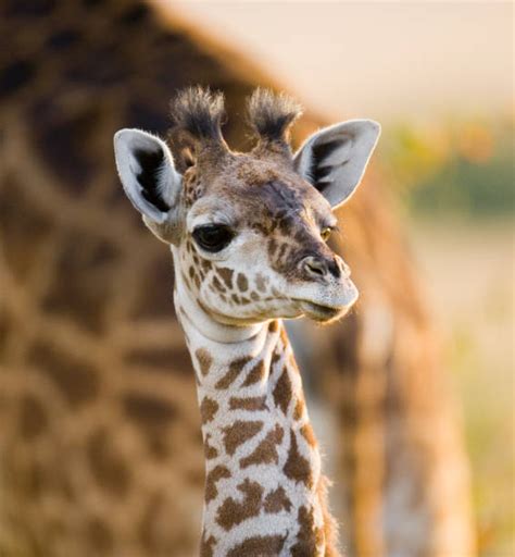 Top 60 Masai Giraffe Stock Photos, Pictures, and Images - iStock