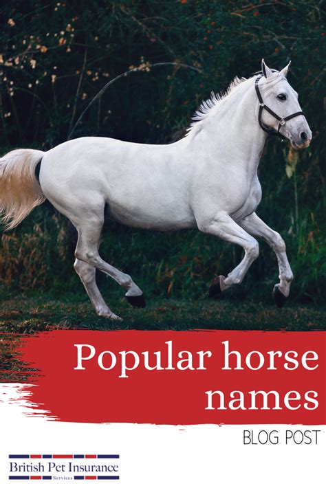 Choosing a name for your horse? We have compiled a list of male, female and famous horse names ...