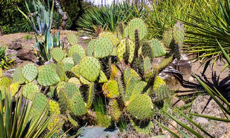 Discover 15 Different Types of Cactus - Wiki Point