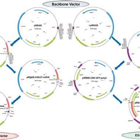 SiRNA Delivery Methods: Methods and Protocols