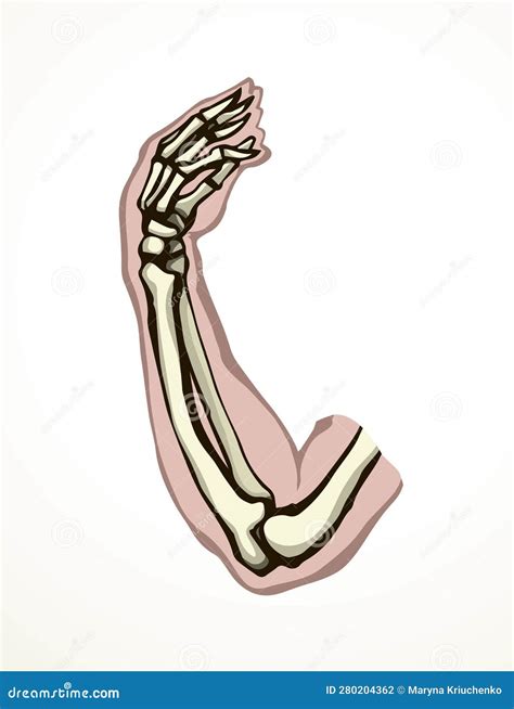 Vector Drawing. Bones of the Arm and Shoulder Stock Vector - Illustration of medical, medicine ...